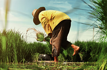 Eddy's Agro Crop Development
